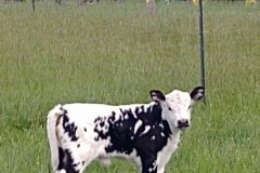 Free Graze Beef in Flemington