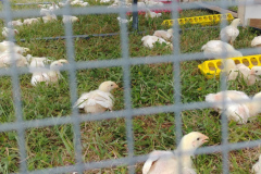 Free Graze Poultry in Bound Brook