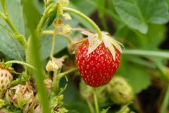 Strawberry Grown on Tewksbury, NJ Organic Farm