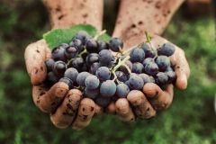 Blueberries Grown on Flemington Organic Farm