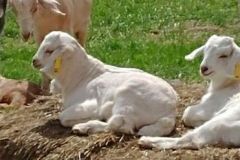Two Flemington, NJ Kiko Goats Laying Down