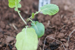Branchburg Seedling to Grow Organic Vegetables