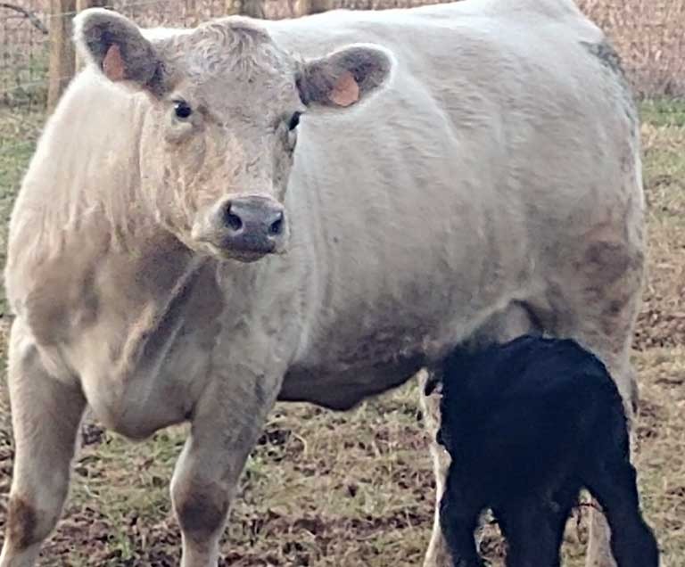 calve feeding as a part of the black angus meat in Bound Brook