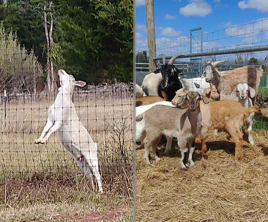 Kiko Goats on Clinton Organic Farm