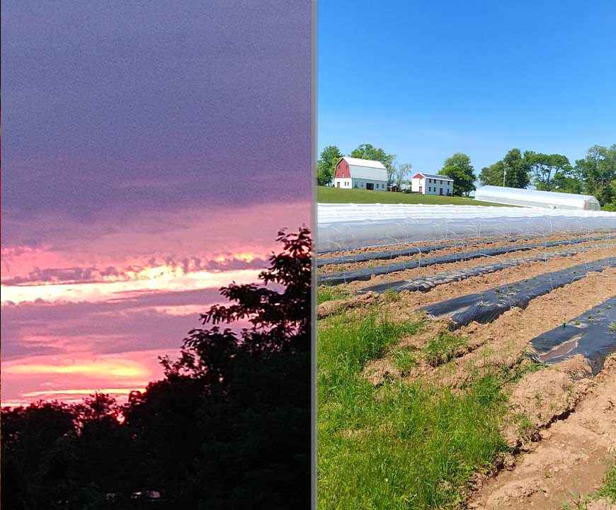 Branchburg Organic Farming Fields to Grow Organic Vegetables