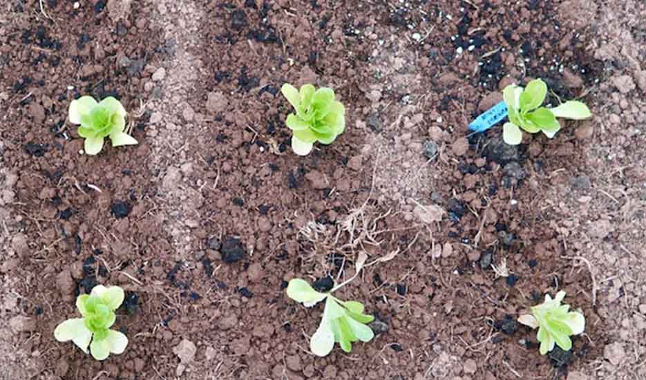 organic farm vegetables growing romaine lettuce in Flemington