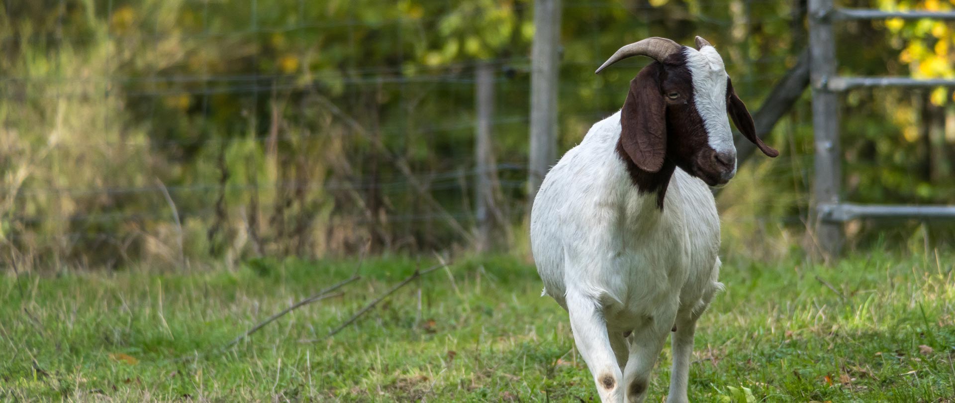 Kiko Goat in Grass Behind Fence in Bound Brook, Branchburg, Clinton, Flemington, Princeton, Tewksbury