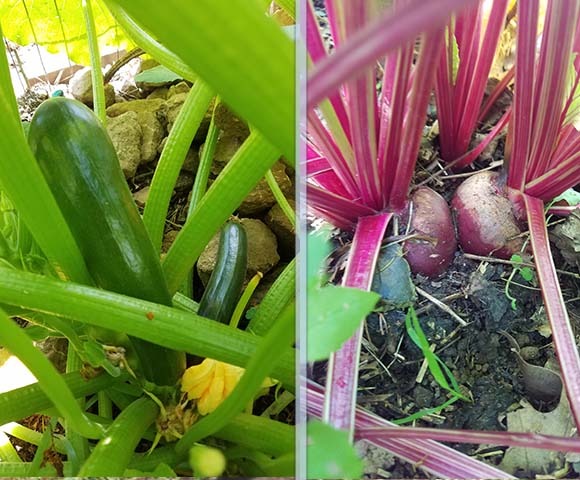 Organic Vegetables Produced by Family Food Farming in Flemington, NJ