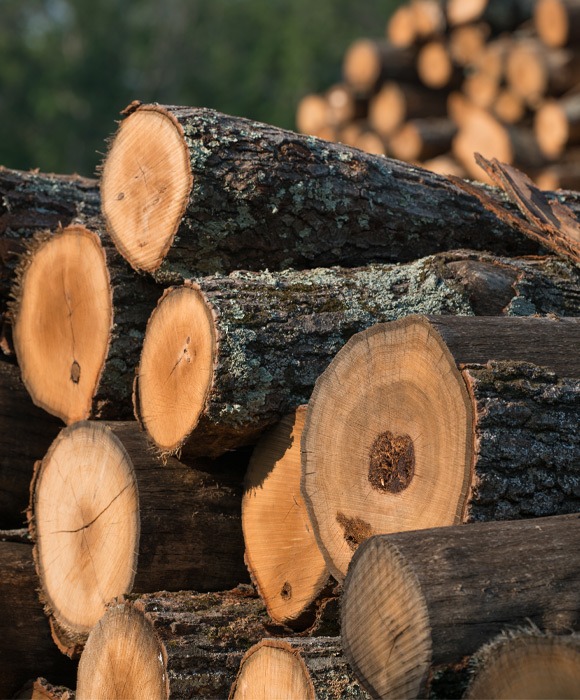 Logs for Lumber Mill at Princeton, NJ Wood Millwork